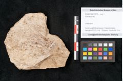 Foto (Objekt + Etikett) von Plantae indet.  (NHMW-GEO-2024-0188-11573)